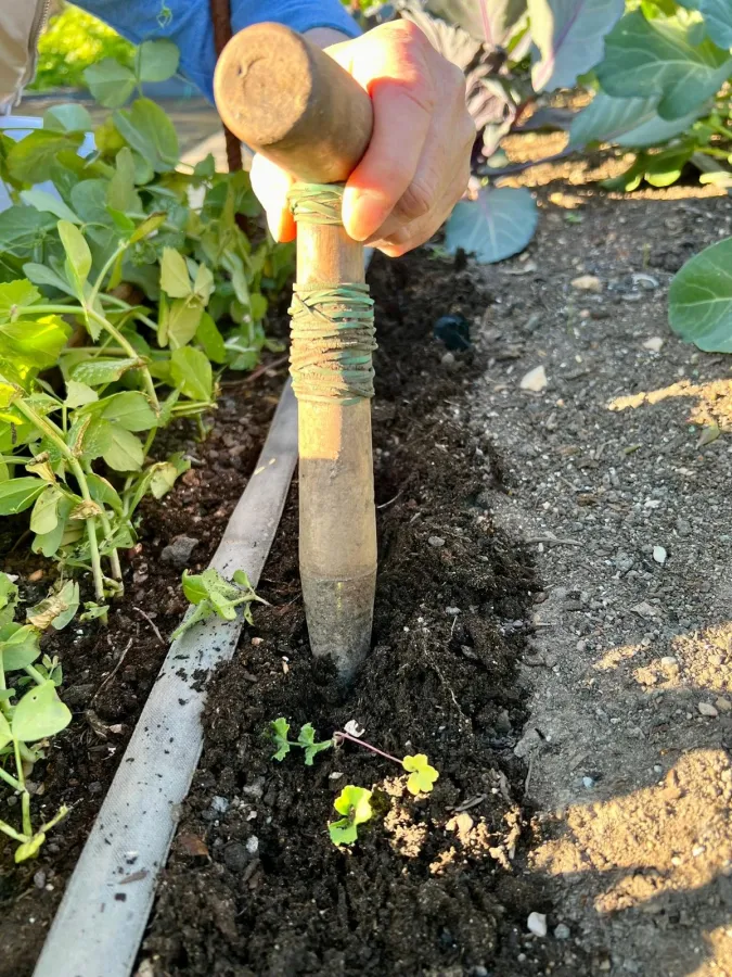 Curso de huerto 3: cultivar todo el año